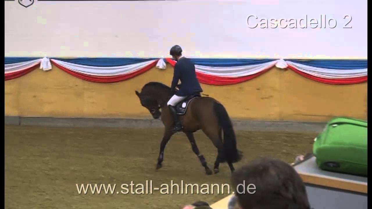 Cascadelllo _2HengstvorführungElmshorn2014