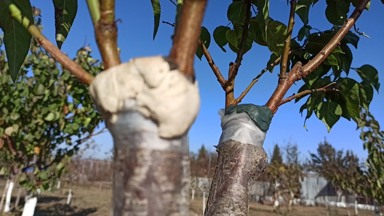 Когда снимать Ленту / When to remove the grafting tape after grafting a tree