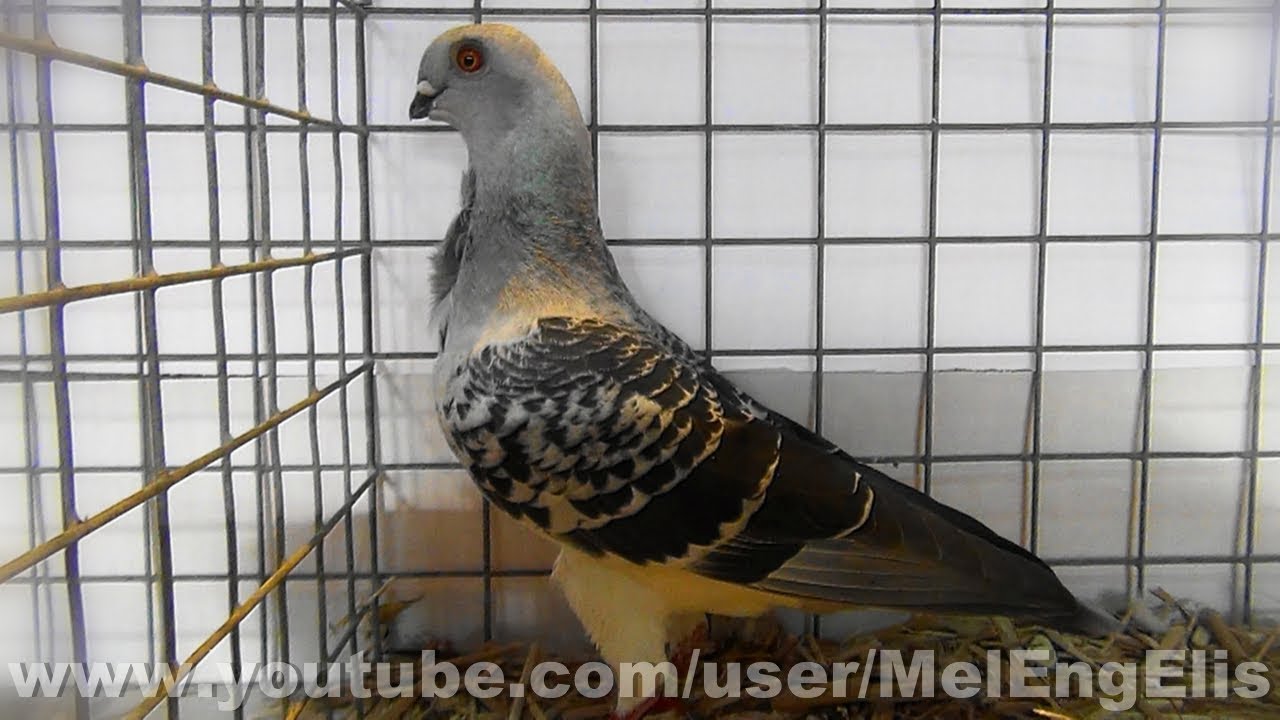 Pigeon Cravat&eacute; Tunisien - Tunesian Owl Pigeon - Tunesisches M&ouml;vchentauben