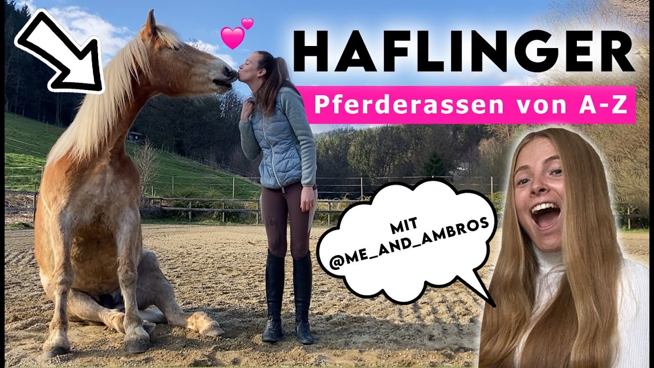 Pferderassen von A-Z | 𝗛𝗮𝗳𝗹𝗶𝗻𝗴𝗲𝗿 - Zu Besuch bei @me_and_ambros 😍