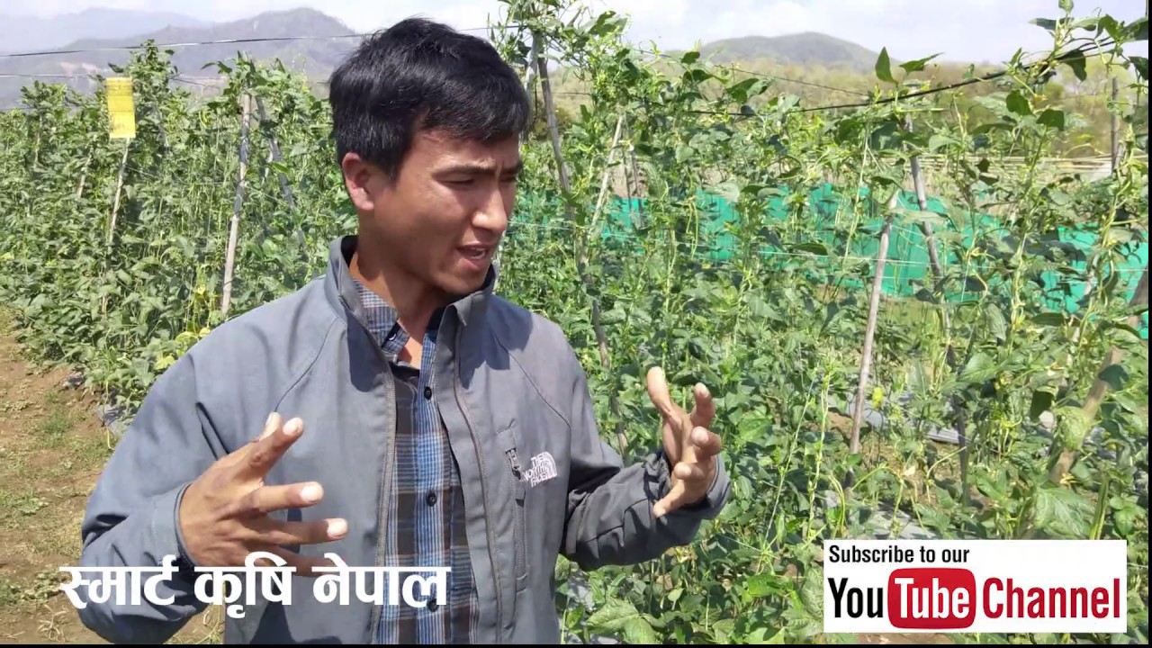 पुरै नवलपुरमा Organic अभियान चलाउदै थमन रिजाली! Organic Farming talk with Thaman