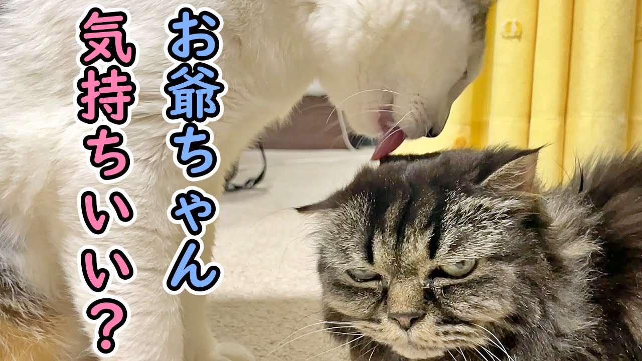 【保護猫・老猫】老猫を介護する先住の若猫コアラの一日