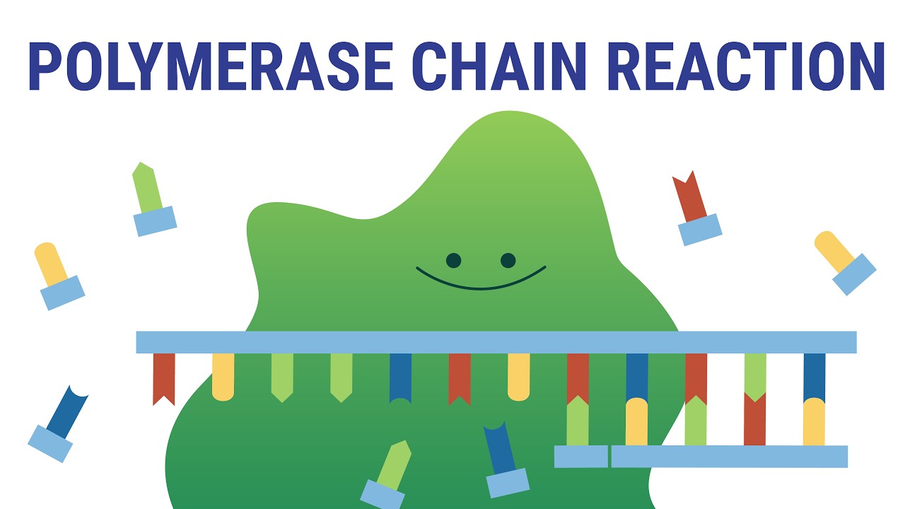 PCR explained | biology animation