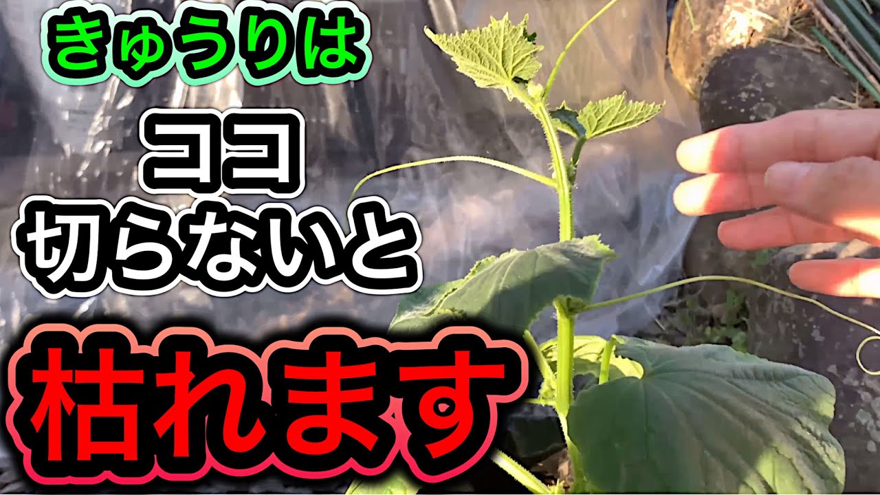 きゅうりコレすれば1株200本！超重要な脇芽かき、子づる摘芯を図解で解説！長くたくさん採れる仕立て方、整枝と栽培方法。時期とタイミング。物価高でもお金のかからない野菜の育て方。