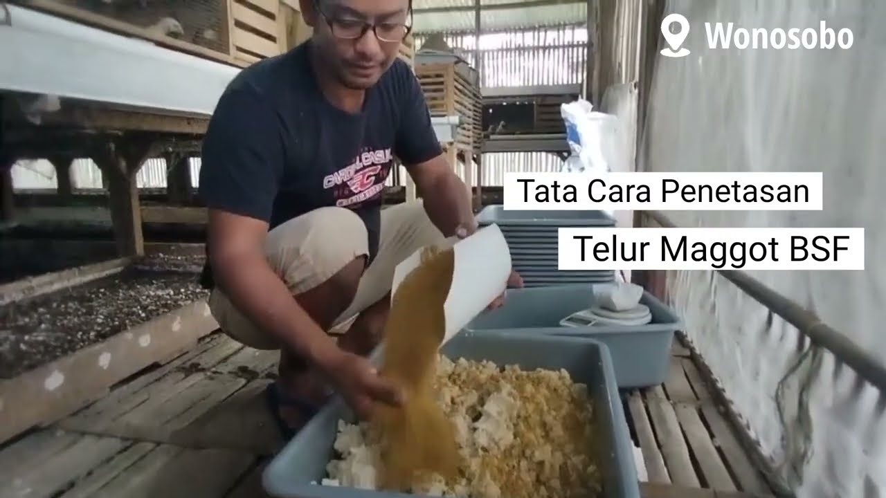 MEDIA PENETASAN TELUR BSF . ampas tahu dan Voer ayam ..maggot cepet besar ..