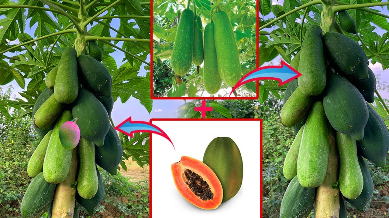 How to propagate wax gourd with​ papaya from cutting-crafting idea papaya and wax gourd​​ fruit