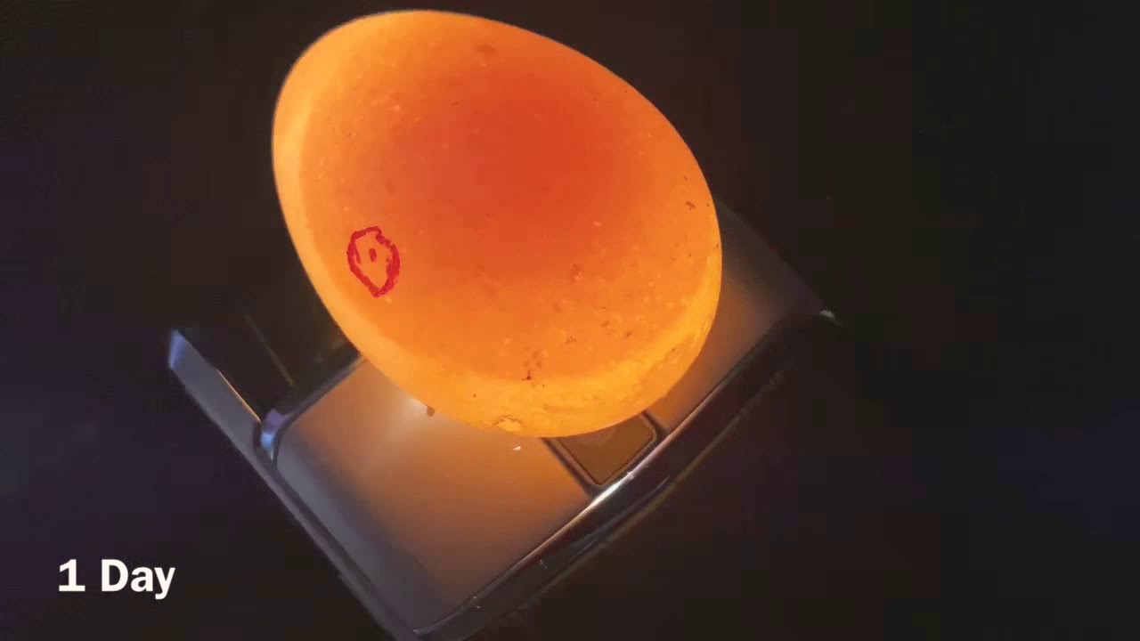It was nothing to do!) gobbler egg
