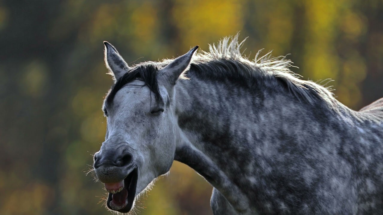 FUNNY HORSE NATURAL SOUNDS