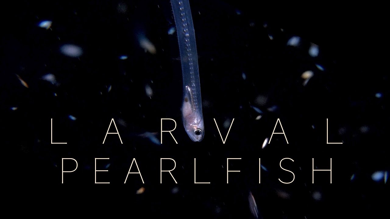 Pearlfish Larva | Okinawa, Japan (bonfire dive)
