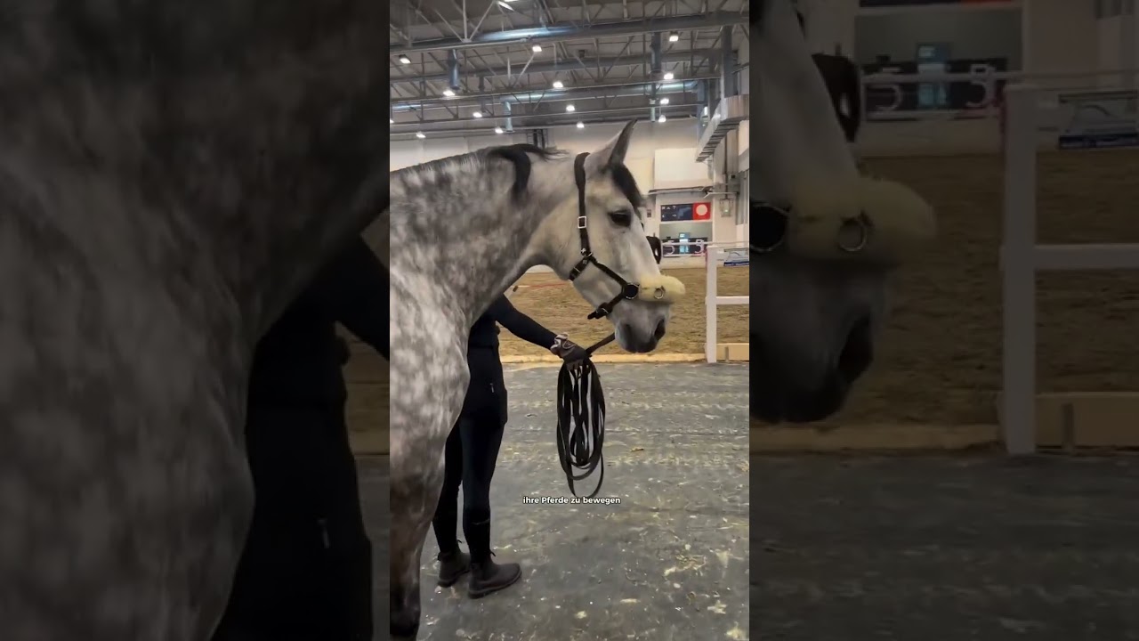 Backstage bei der EQUITANA - Europas gr&ouml;&szlig;te Pferdemesse