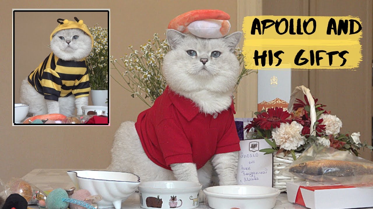Apollo unpacks the gifts from his Moscow's fans