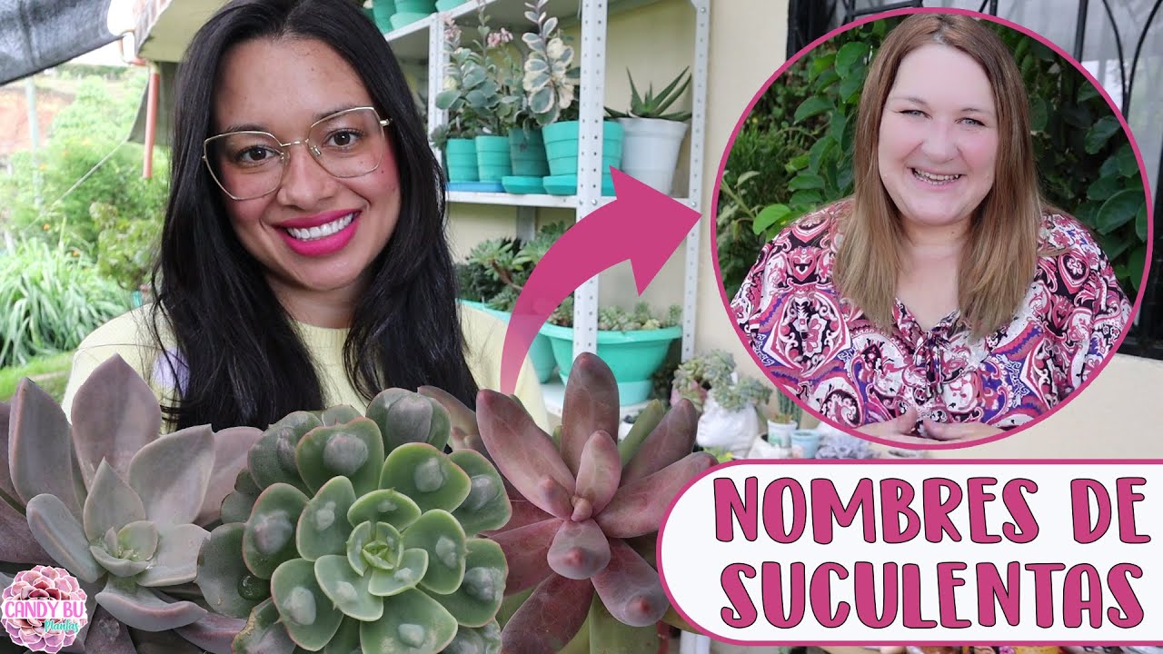 Identificando SUCULENTAS con la ayuda de Alma Cactusera │Candy Bu