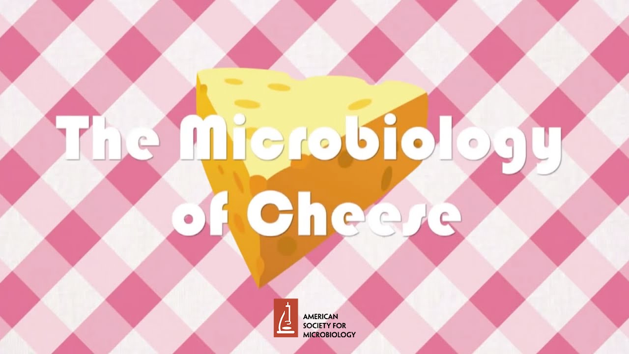 The Microbiology of Cheese