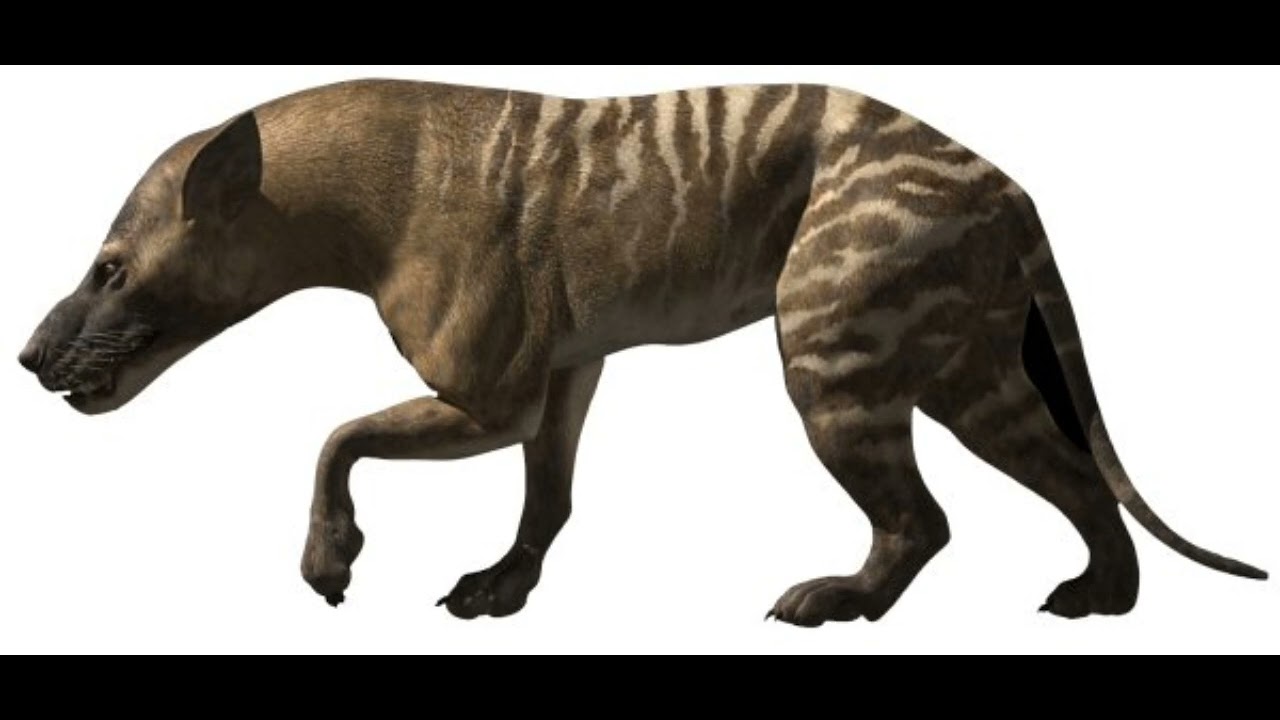 Hyaenodon sounds