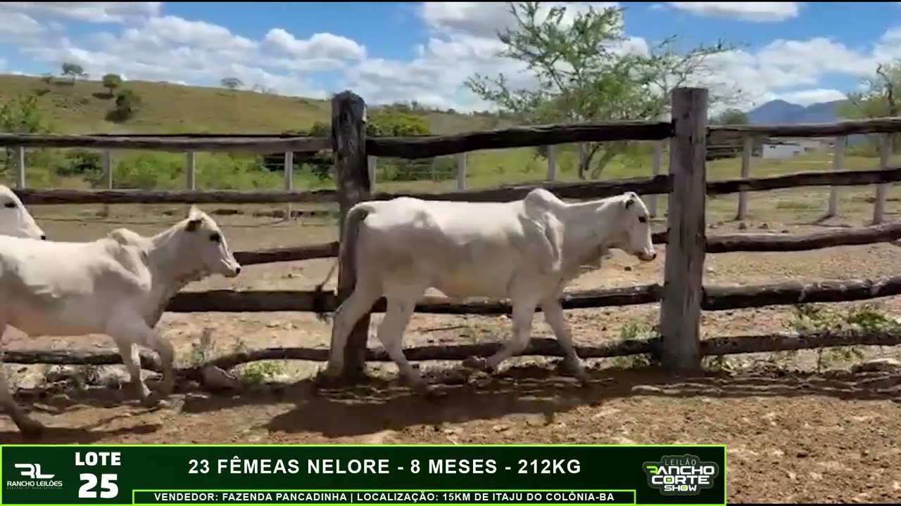 LOTE 25