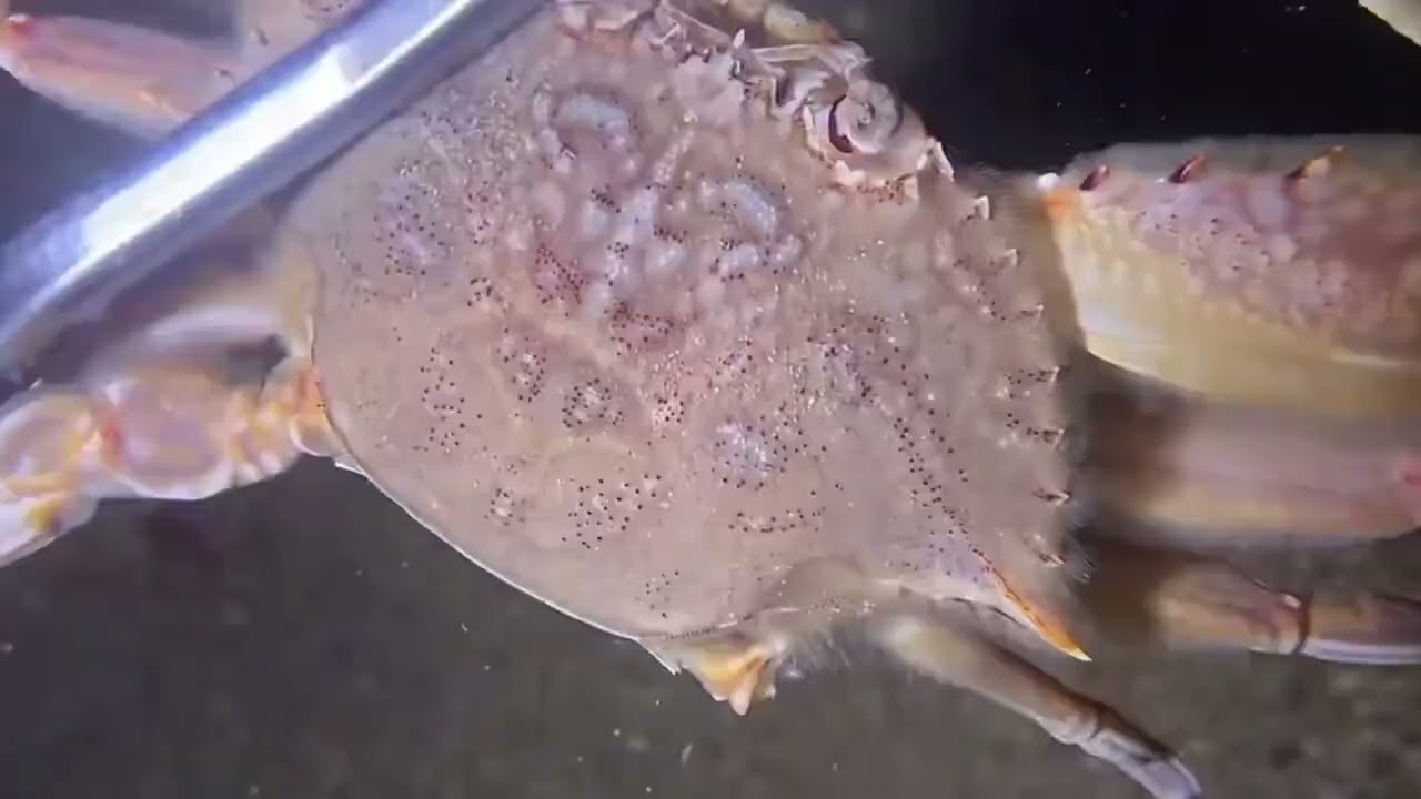 Let's go fishing together at the bottom of the ocean!