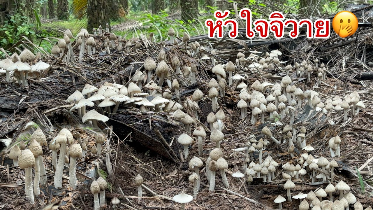ป้าดๆ เจอแบบบนี้หัวใจจะวายโพดโพออกเป็นก้อนๆเลยเลยทีนี้