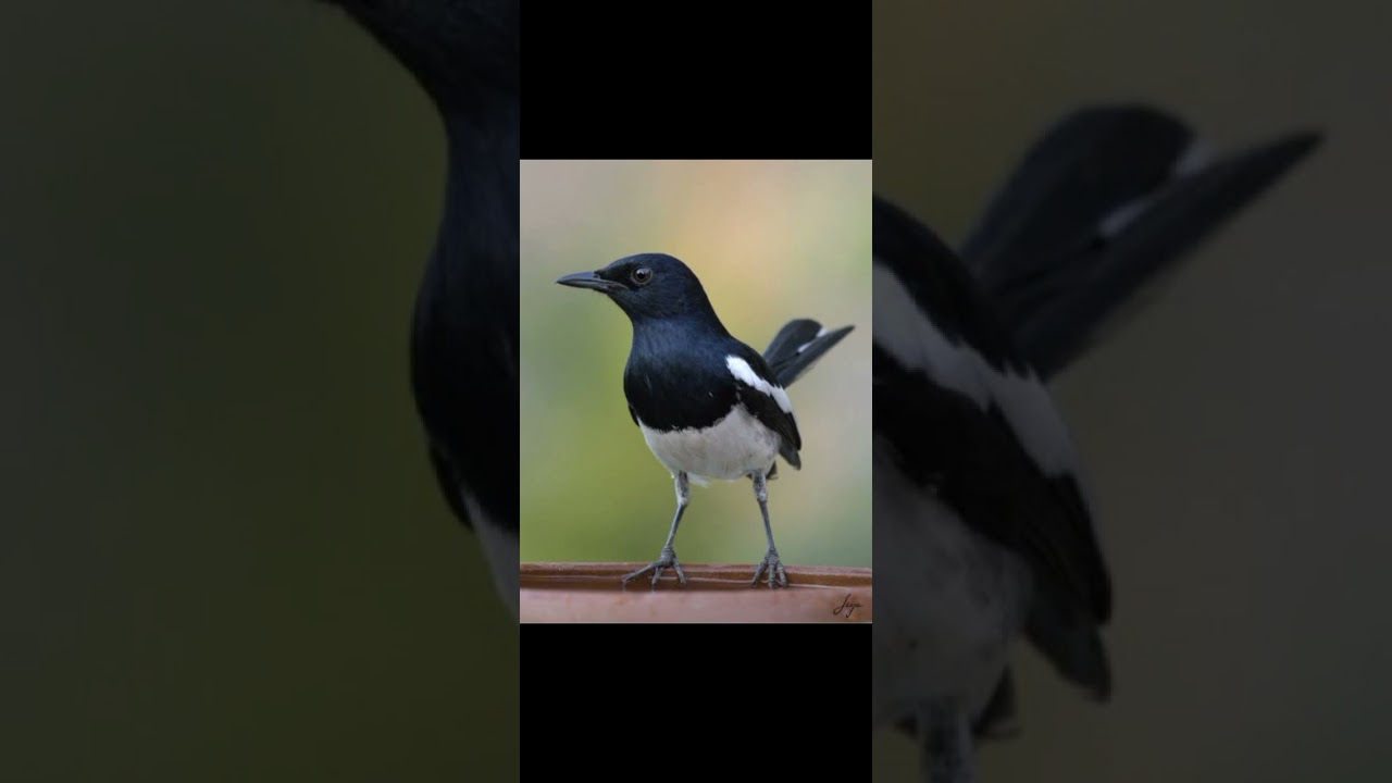 Suara burung kacer pancingan burung gacorr