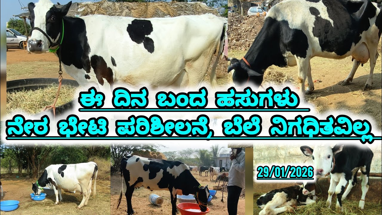 ಈ ದಿನ ಬಂದಂತಹ  ಹಸುಗಳ ಮಾಹಿತಿ , ಅನುಕೂಲವಾಗುವ ಬೆಲೆಯಲ್ಲಿ ನಿಮಗಾಗಿ 29/01/2026