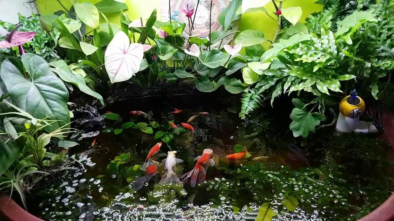 How's the indoor goldfish pond doing?