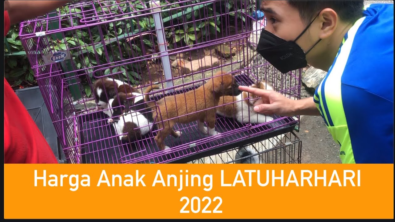 UPDATE HARGA ANAK ANJING LATUHARHARI 2022
