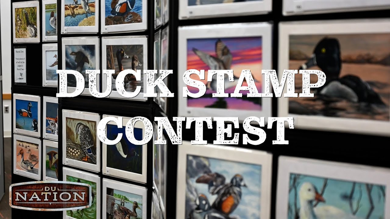 Unveiling the Art of Conservation: 2023 Federal Duck Stamp Contest | DU Nation