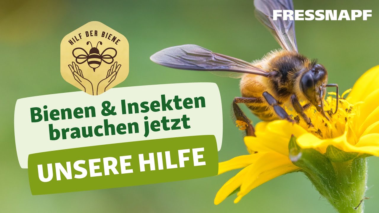 Hilf der Biene - Was wir für den Insektenschutz tun können