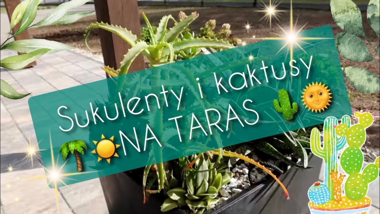 SUKULENTY I KAKTUSY cz.2 ... na taras południowy