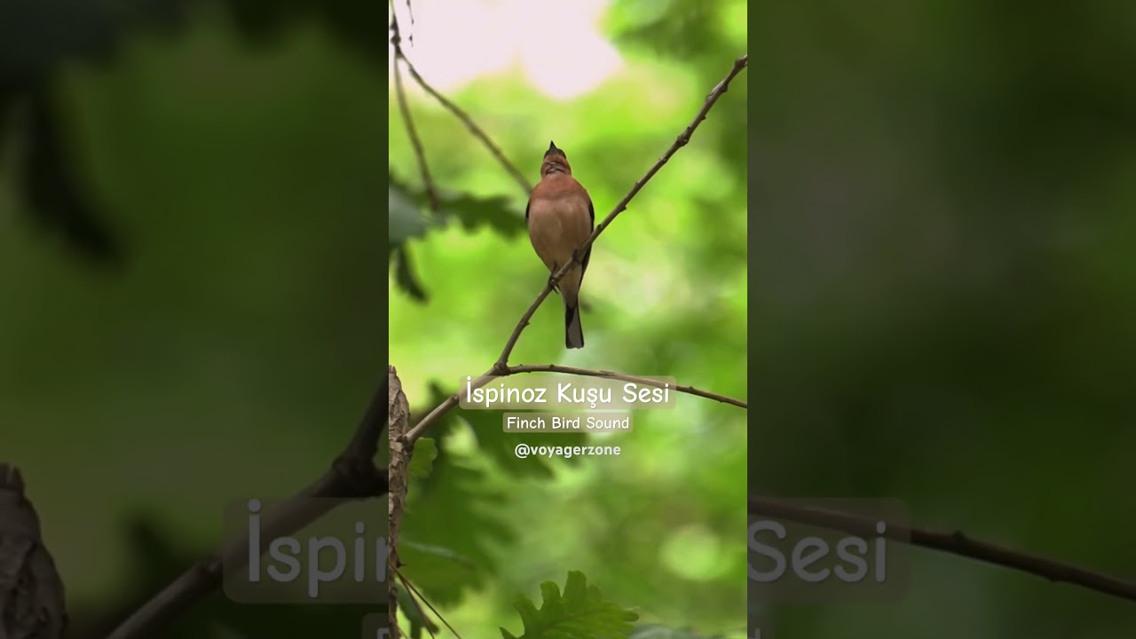 İspinoz Kuşu Sesi | Finch Bird Sound #youtubeshorts #birds #ytshorts #campfire  #campping #nature