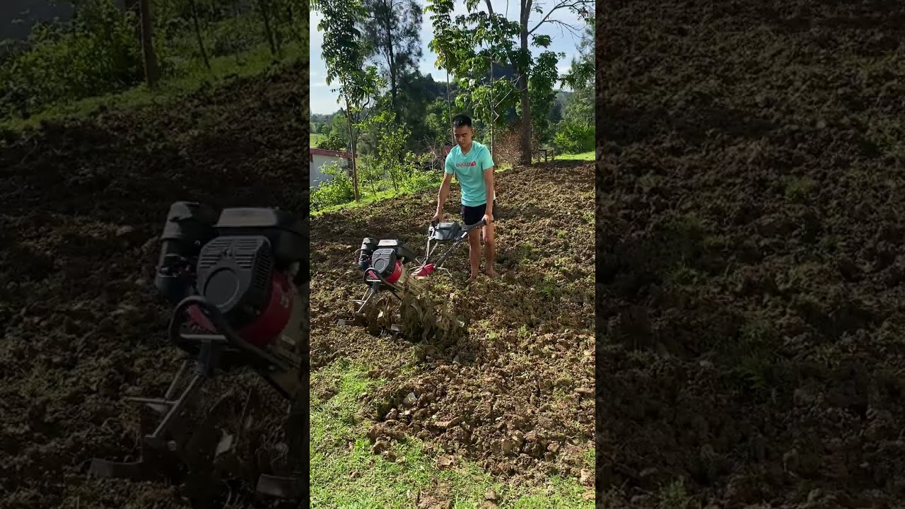 Membajak lahan keras tanpa air dengan Traktor mini
