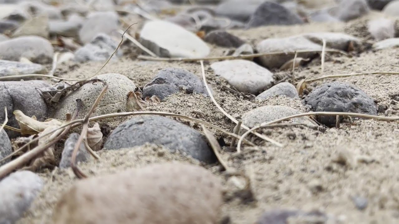 Local pest control shops see increase in ants across the metro