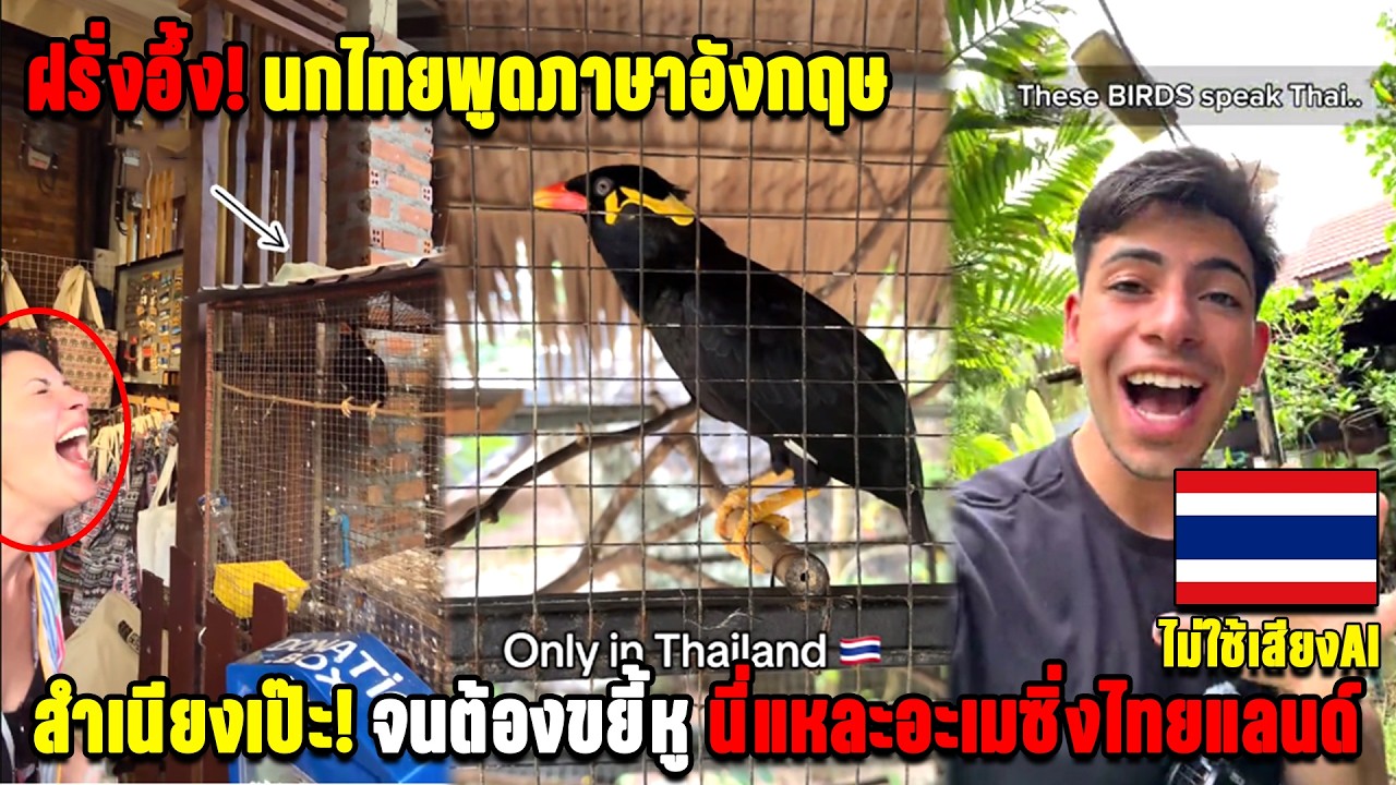 ฝรั่งอึ้ง! นกไทยพูดภาษาอังกฤษ สำเนียงเป๊ะ จนต้องขยี้หู นี่แหละอะเมซิ่งไทยแลนด์