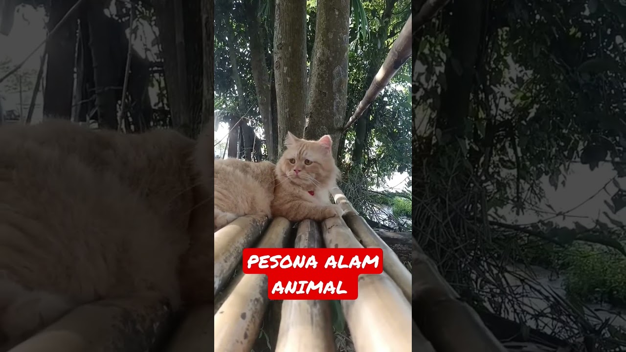 KYUBI Kucing Persia BigBone santuy... 
