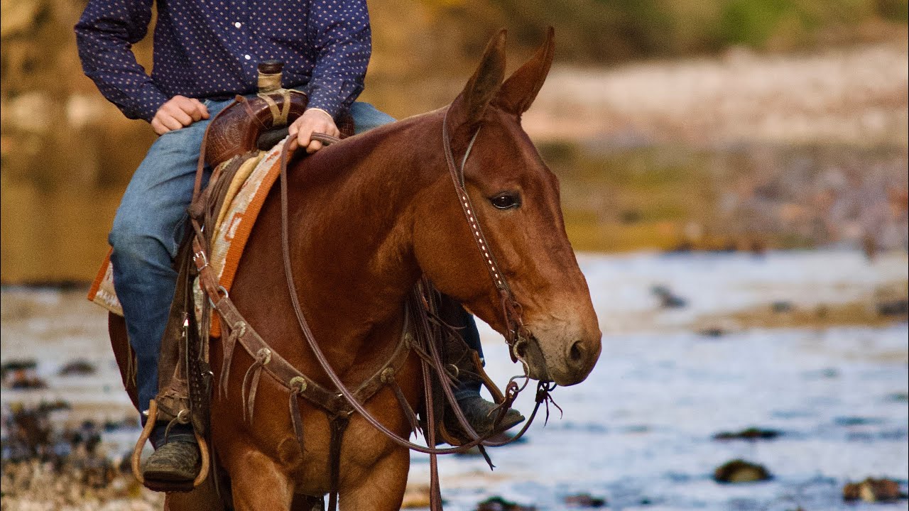 Little Debbie 9 year old Molly mule for hunters farm 