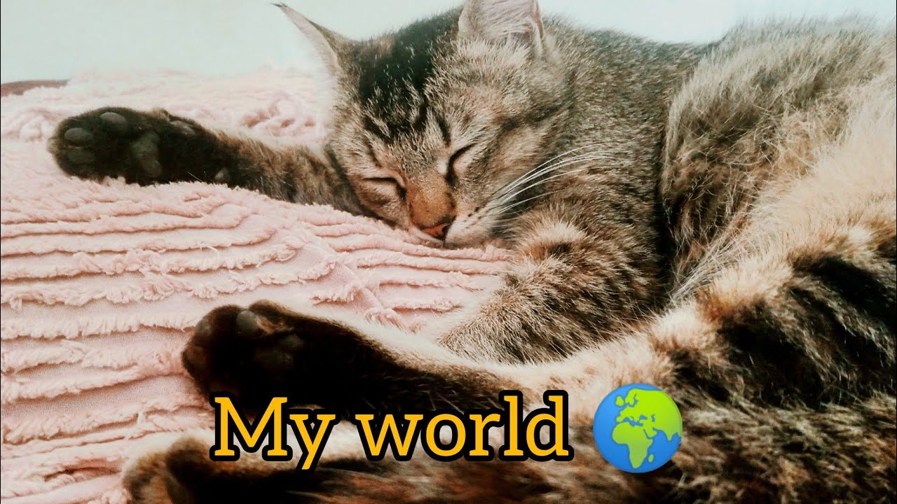 中国猫咪时刻 is live! My world| my 🐈😺 cat 