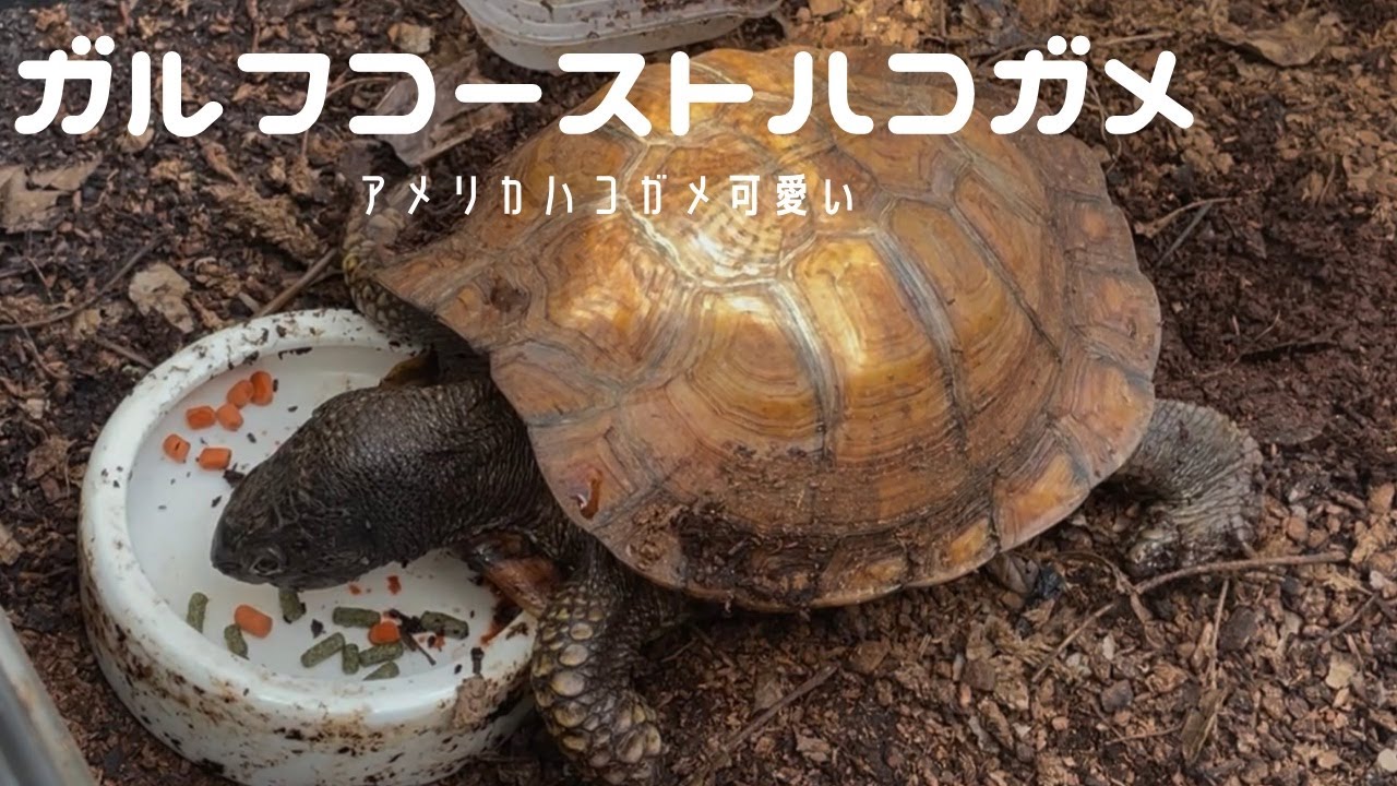 【アメリカハコガメ】ガルフコーストハコガメの飼育