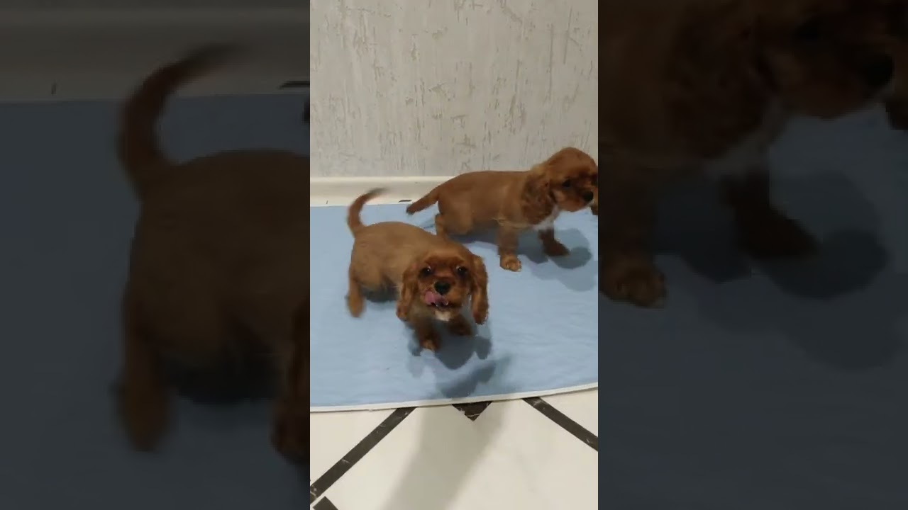 кавалер Кинг Чарльз спаниель