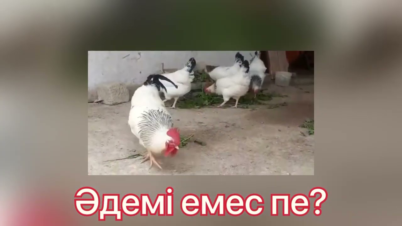 20 күнде балапан қандай болады?