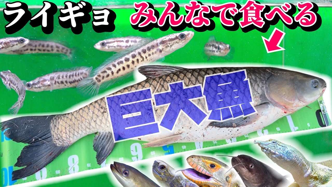 １m超え巨大魚を肉食生物たちが食べまくる！