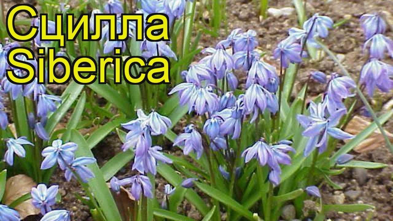 Сцилла siberica. Краткий обзор: Сцилла siberica описание характеристик, где купить луковицы