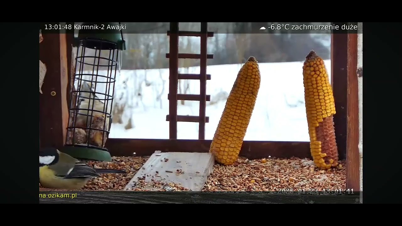 W karmnikach na Mazurach we wsi Awajki/PL jest zawsze dużo ptaków.. 23.01.26🍂
