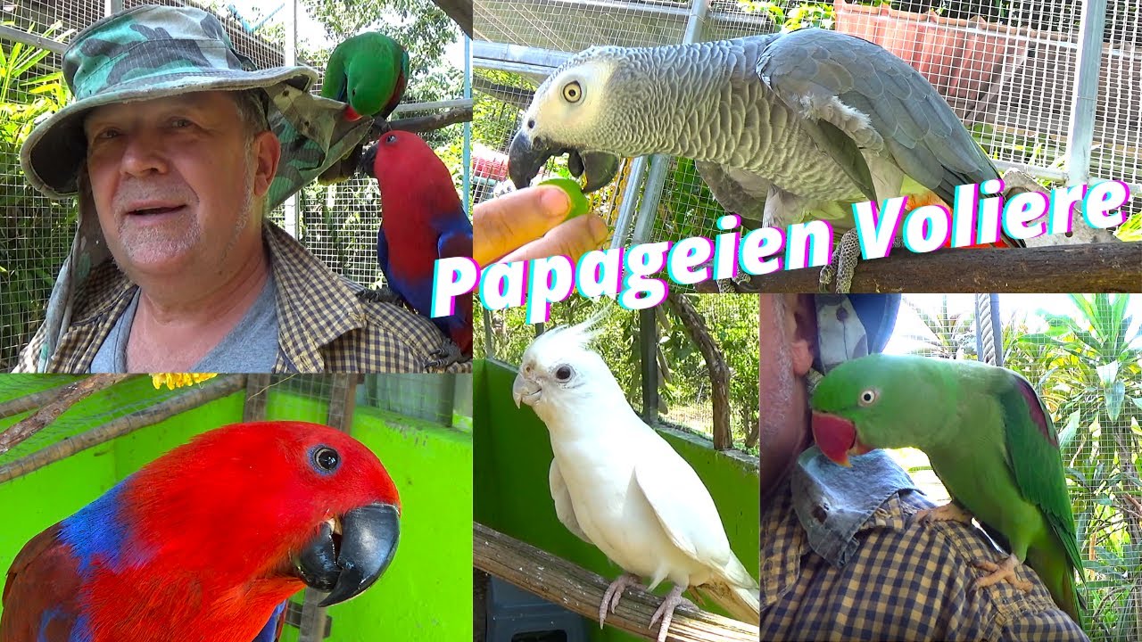 Neues aus der Papageien Voliere aus Thailand. Wie wird der neue Nistkasten angenommen?