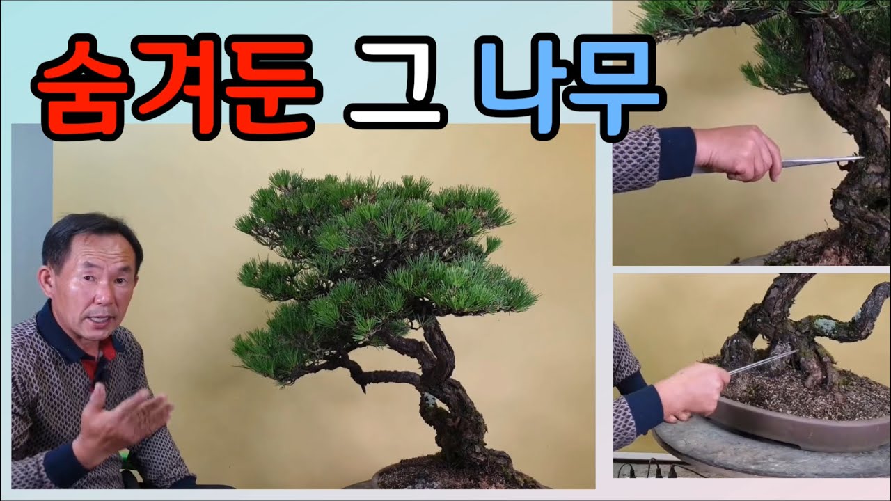 분재관리 146강 해송명품 감춰두었던 그 나무