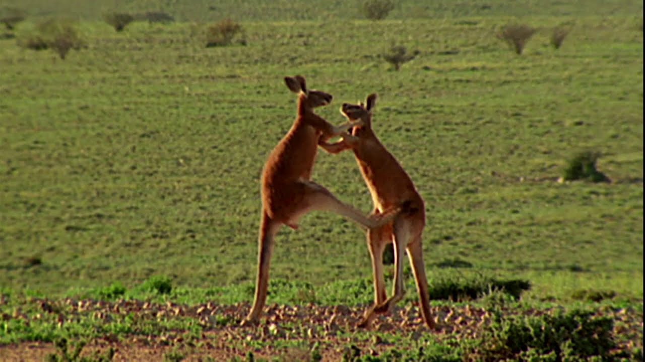Una pelea entre dos canguros | NATIONAL GEOGRAPHIC ESPA&Ntilde;A