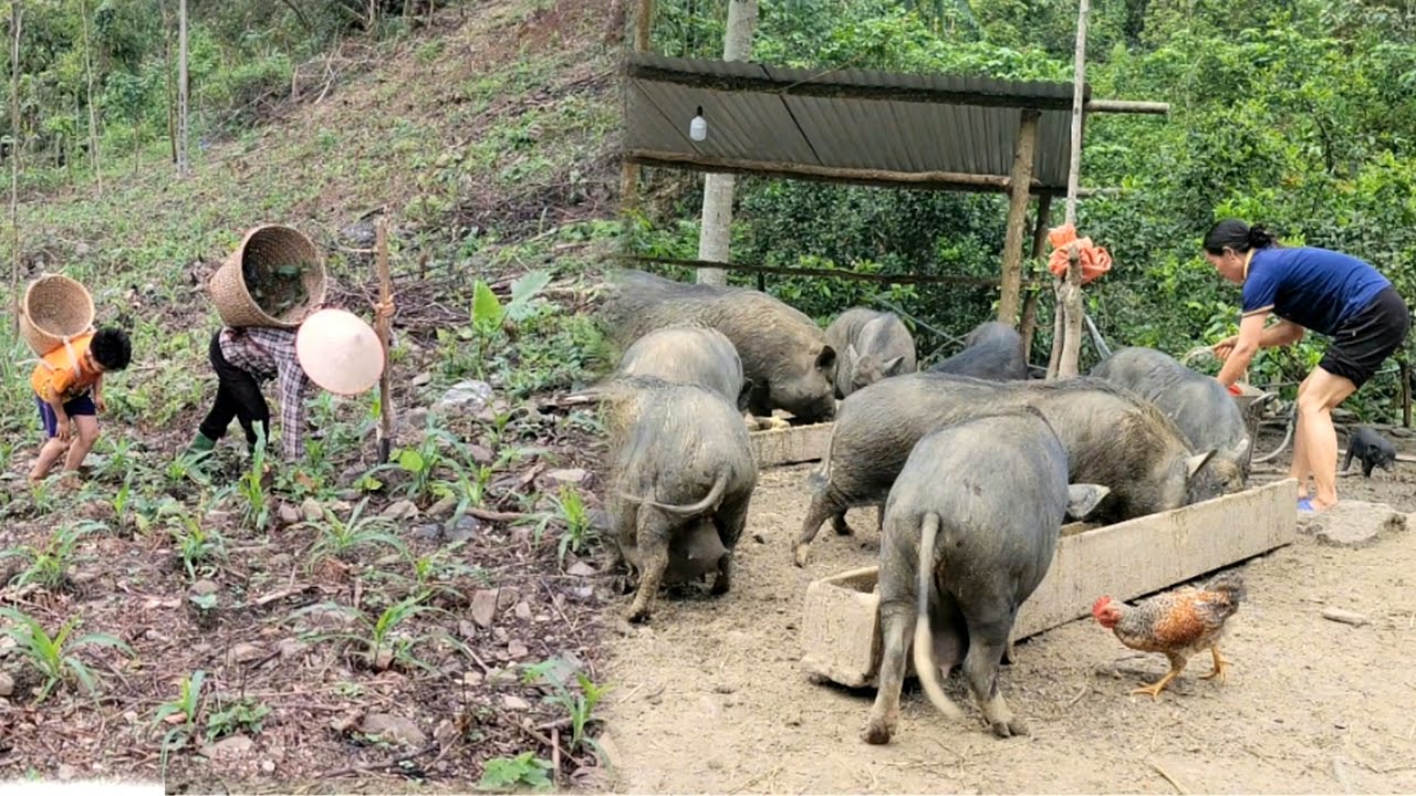 Go to the fields to take care of the fields. Prepare food for the black pigs.