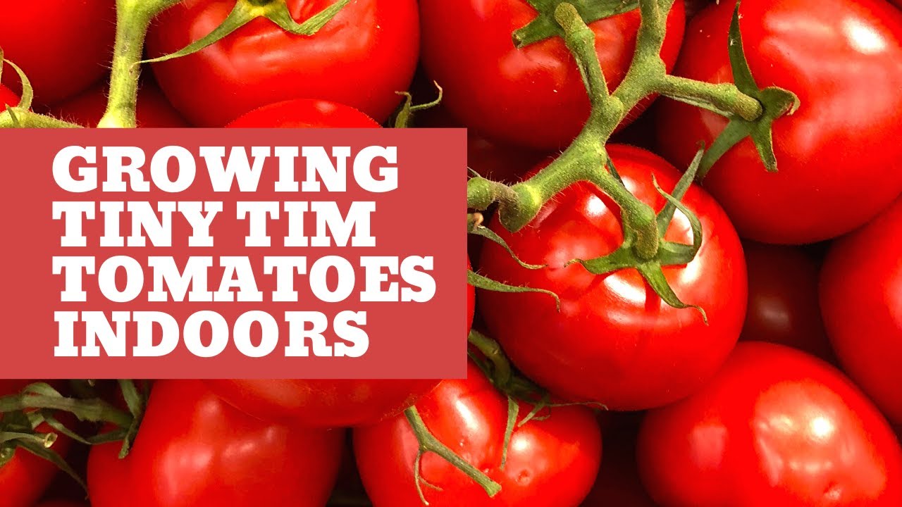 Growing Tiny Tim Tomatoes Indoors With LED Shop Lights? Will It Work?  We Put It To The Test