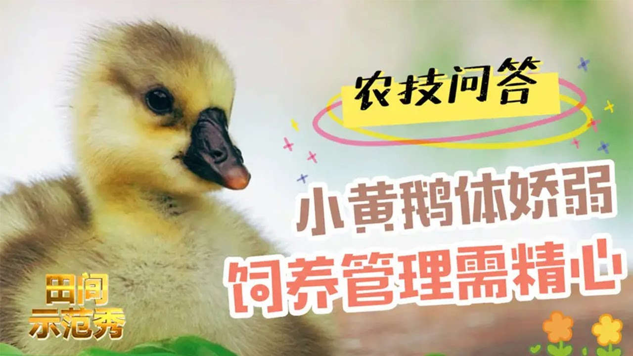 小鹅频频死亡成心病，专家支招：养殖密度过大！丨「田间示范秀」20210623