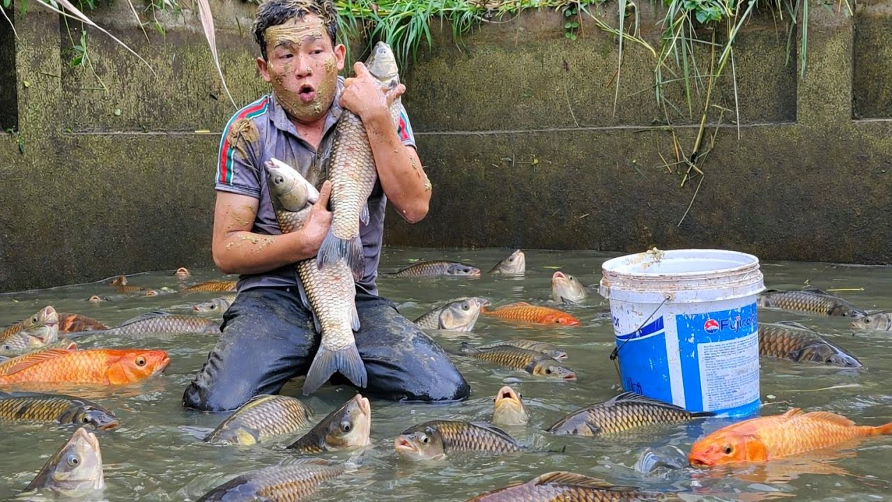 Draining ponds to catch giant fish for sale