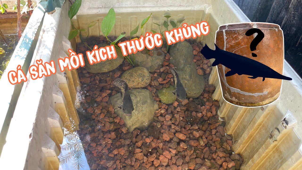 Nuôi Thêm Cá Săn Mồi Chiều Dài “KHỦNG” Vào Chiếc Lu Cổ Và Chuẩn Bị Thêm Hồ Nuôi Cá