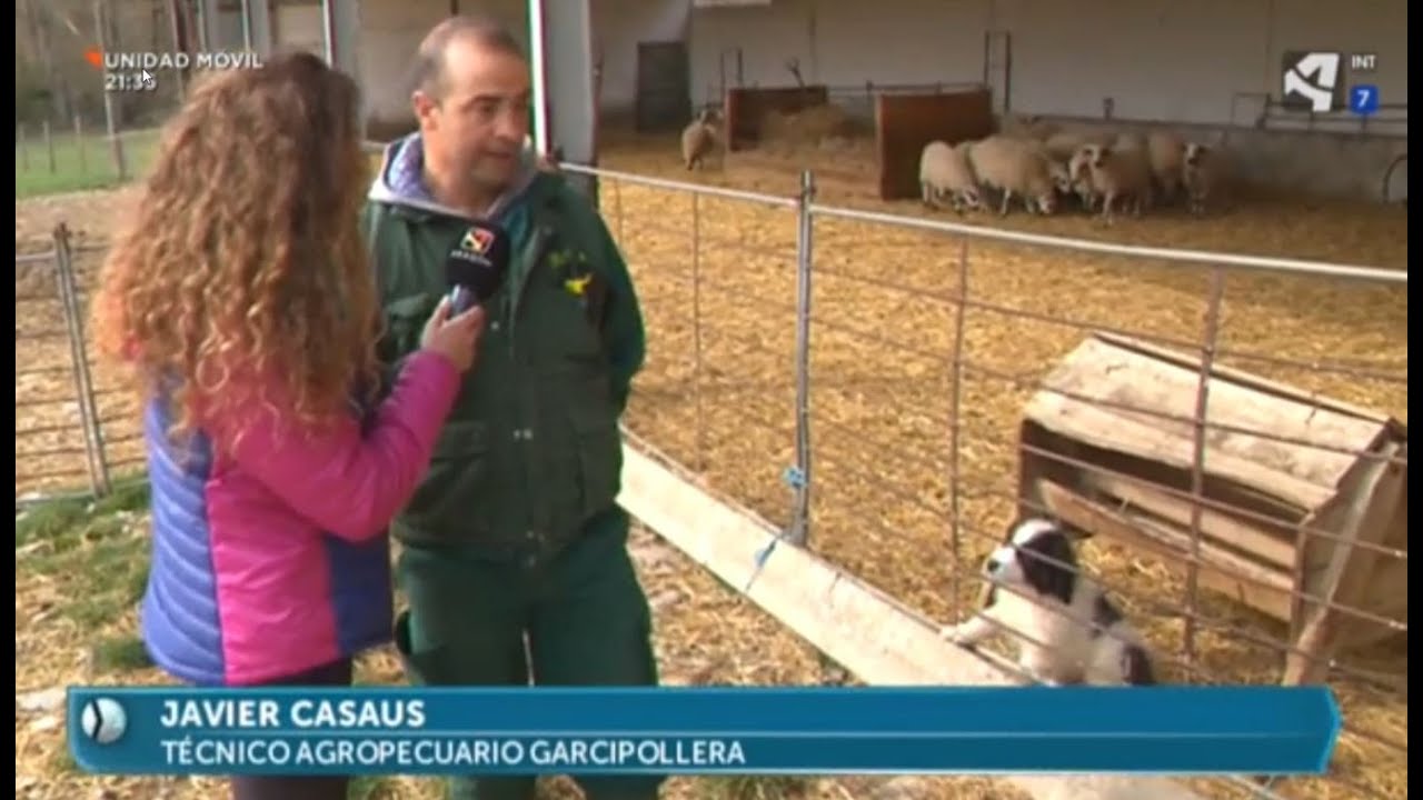 Reportaje en La Garcipollera sobre el mastín del Pirineo